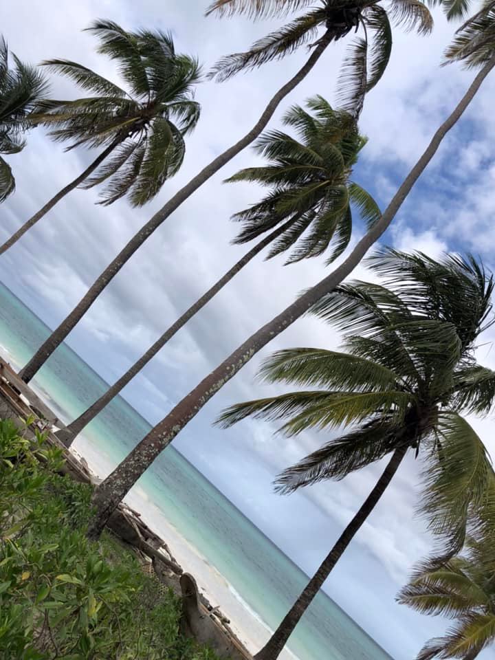 Coconut beach plot of 22.400sqm