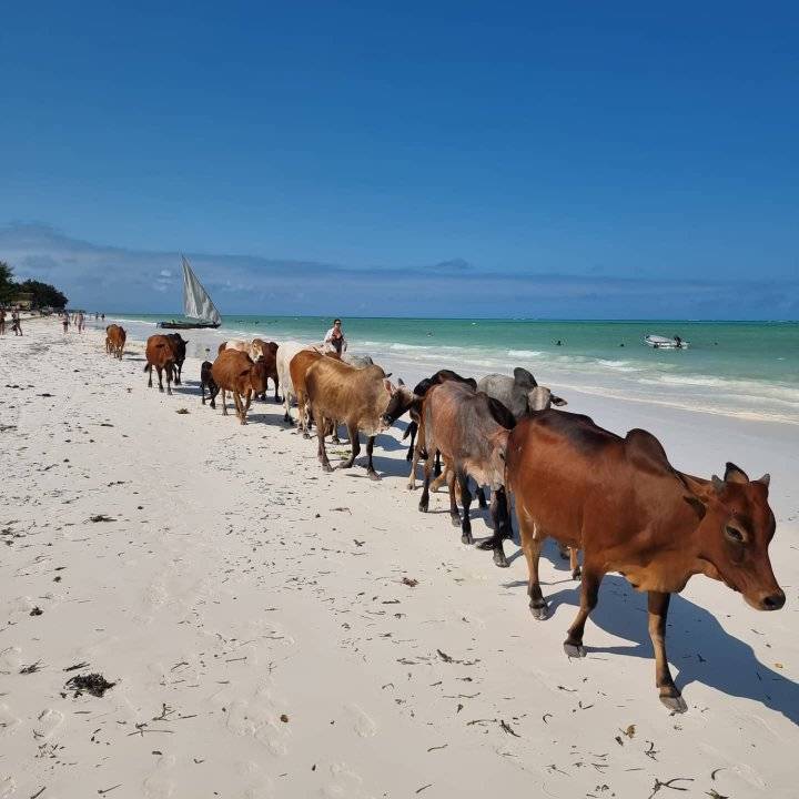 Beautiful big beach plot for sale in PAJE